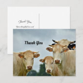 Cows Bedankt Ansichtkaart Briefkaart (Voorkant / Achterkant)