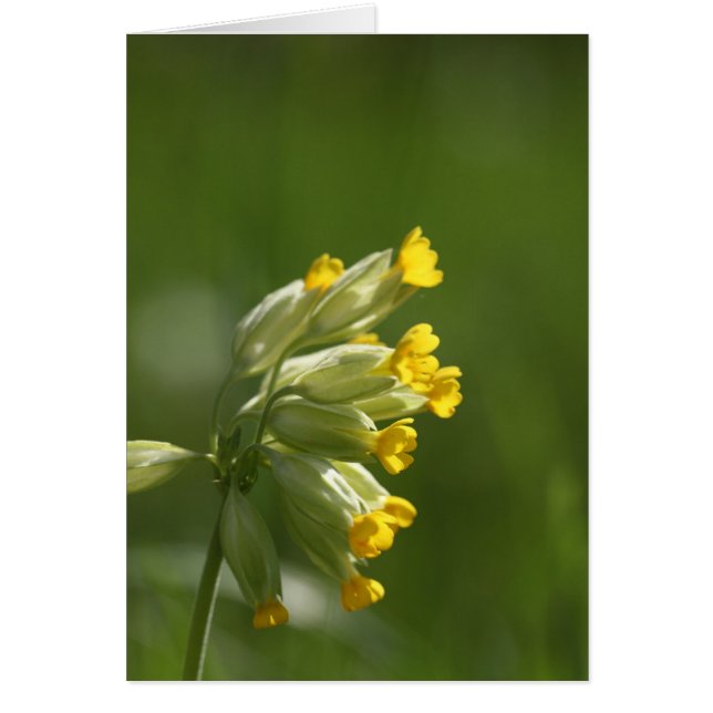 Cowslip commun (Primula veris) (Devant)