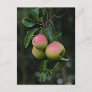 Cox Oranje Apple Briefkaart