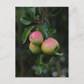 Cox Oranje Apple Briefkaart (Voorkant)