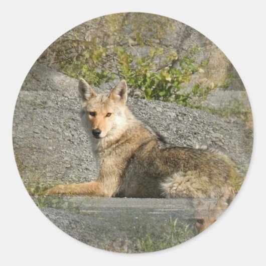 Coyote Afbeeldingen Stickers (Voorkant)