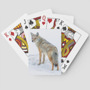 Coyote alert in de sneeuw pokerkaarten