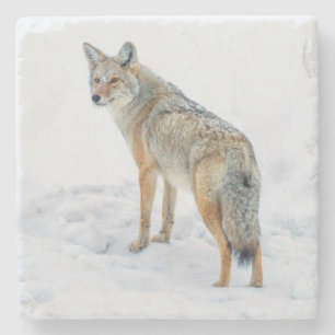 Coyote alert in de sneeuw stenen onderzetter