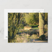 Coyote_at_dawn Briefkaart (Voorkant / Achterkant)