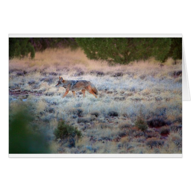 Coyote bij schemering (Voorkant Horizontaal)