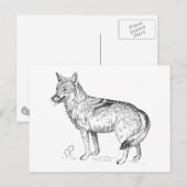 Coyote Briefkaart (Voorkant / Achterkant)