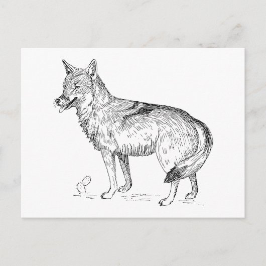 Coyote Briefkaart (Voorkant)