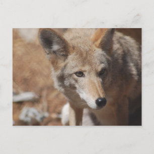 Coyote Briefkaart