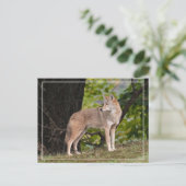 Coyote  Briefkaart (Staand voorkant)