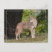 Coyote  Briefkaart (Voorkant)