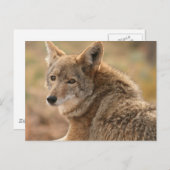 Coyote Briefkaart (Voorkant / Achterkant)