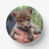 Coyote Cub Papieren Kommen (Voorkant)