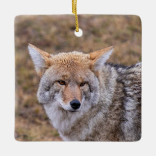 Coyote Dog Ornament