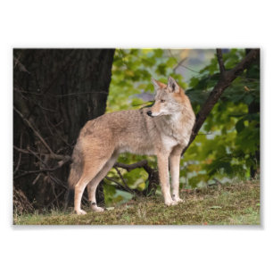Coyote foto afdrukken afdruk