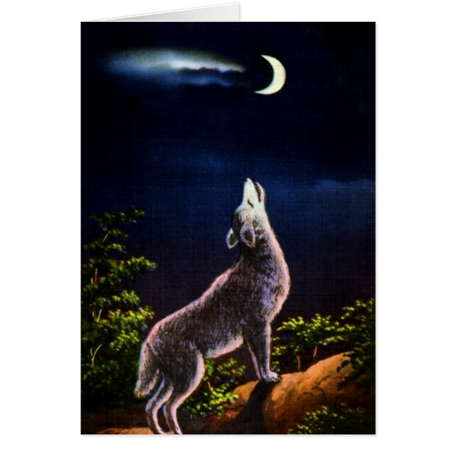 Coyote Howling bij de maan (Voorkant)