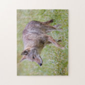 Coyote in het veld, Cades Cove Legpuzzel (Verticaal)
