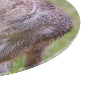 Coyote in het veld, Cades Cove Snijplank (Hoek)