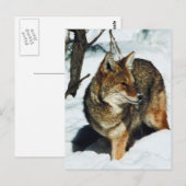 Coyote in sneeuw briefkaart (Voorkant / Achterkant)