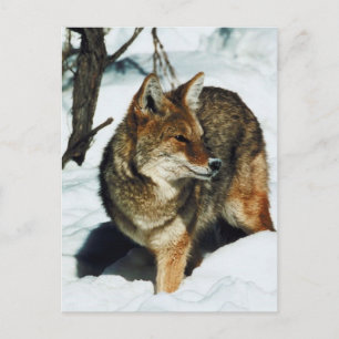 Coyote in sneeuw briefkaart