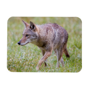 Coyote in veld, Cades Cove Magneet