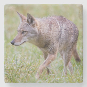 Coyote in veld, Cades Cove Stenen Onderzetter