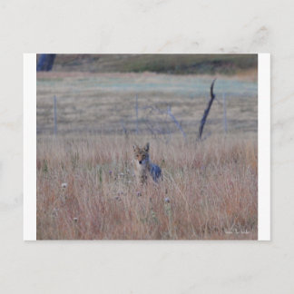 Coyote in Wind Cave National Park, South Dakota Briefkaart