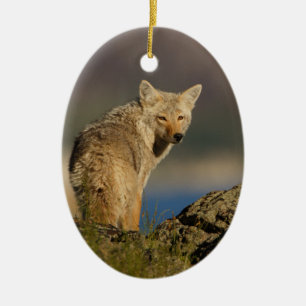coyote keramisch ornament
