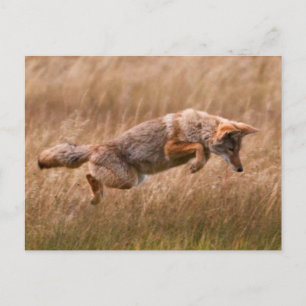Coyote Leaping - Gibbon Meadows Briefkaart