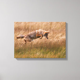 Coyote Leaping - Gibbon Meadows Canvas Afdruk
