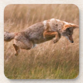 Coyote Leaping - Gibbon Meadows Drankjes Onderzetter (Voorkant)