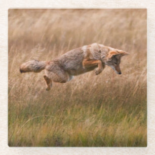 Coyote Leaping - Gibbon Meadows Glazen Onderzetter