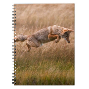 Coyote Leaping - Gibbon Meadows Notitieboek