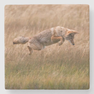 Coyote Leaping - Gibbon Meadows Stenen Onderzetter