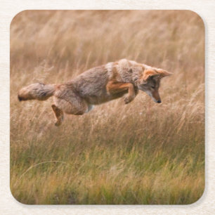 Coyote Leaping - Gibbon Meadows Vierkante Kartonnen Onderzetter