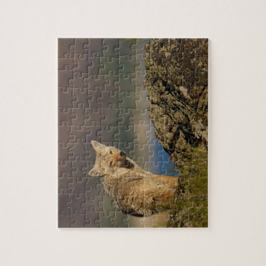 coyote legpuzzel (Verticaal)