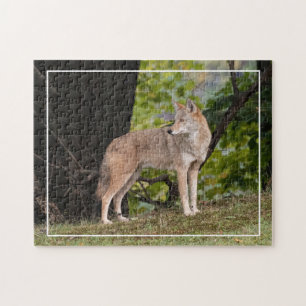 Coyote legpuzzel