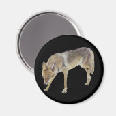Coyote Magneet (Voorkant / Achterkant)