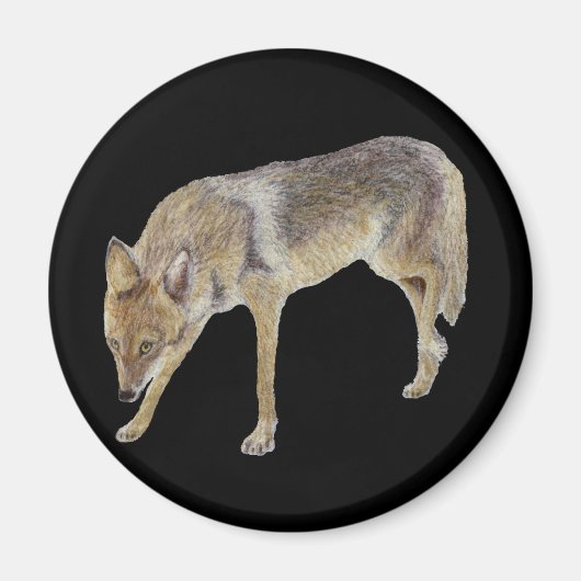 Coyote Magneet (Voorkant)