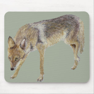 Coyote Muismat