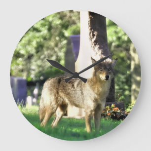 Coyote op het kerkhof grote klok