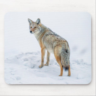Coyote op zijn hoede in de sneeuw muismat