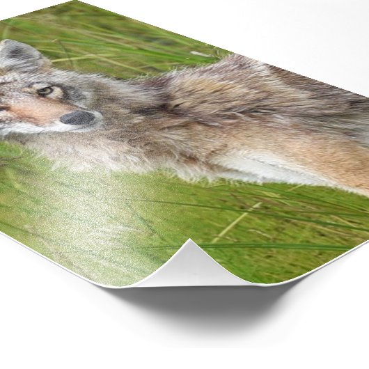 Coyote photo 6x4 (Coin)