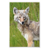 Coyote photo 6x4 (Devant)