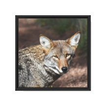 Coyote Portret Canvas