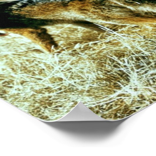 Coyote Poster (Hoek)