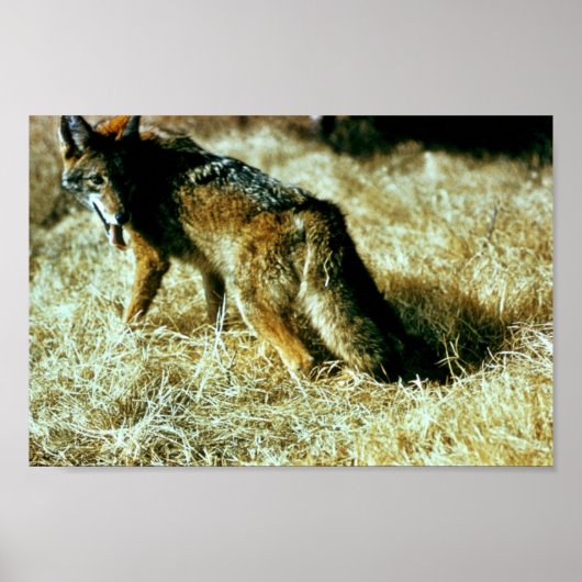 Coyote Poster (Voorkant)