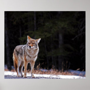 Coyote Poster of afdrukken