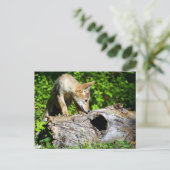 Coyote Pup - Wat is er in dat log? Briefkaart (Staand voorkant)