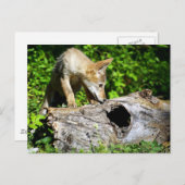 Coyote Pup - Wat is er in dat log? Briefkaart (Voorkant / Achterkant)