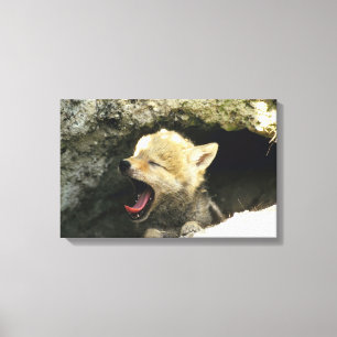 Coyote pup yawning canvas afdruk